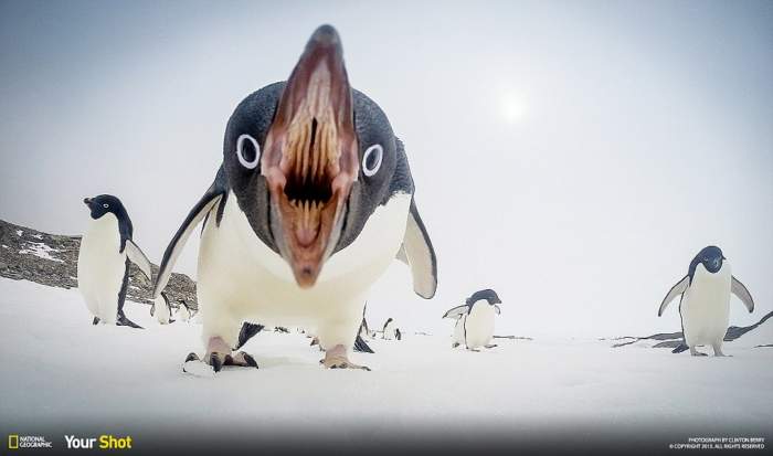 pinguino-enojado-national-geographic