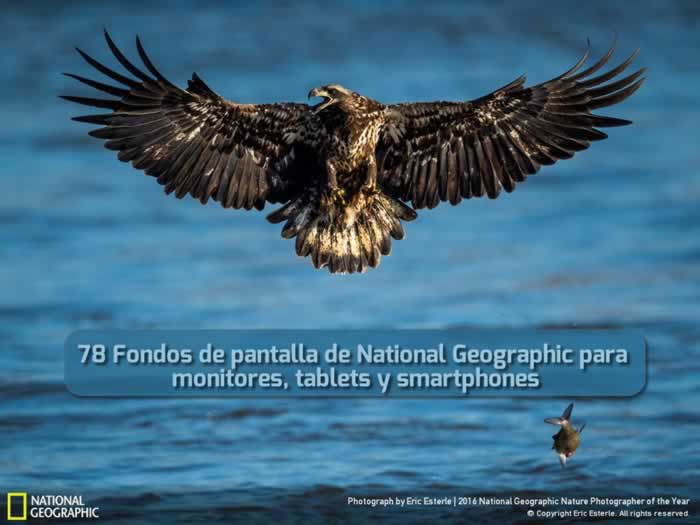 78 Fondos de pantalla de National Geographic para monitores, tablets y smartphones