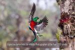 Espectaculares fotos del Wildlife Photographer of the Year 2017 y más