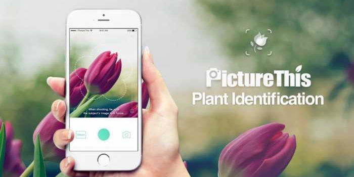 PictureThis, una aplicación para identificar plantas