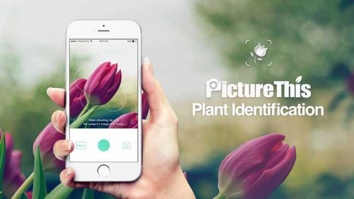 PictureThis, una aplicación para identificar plantas